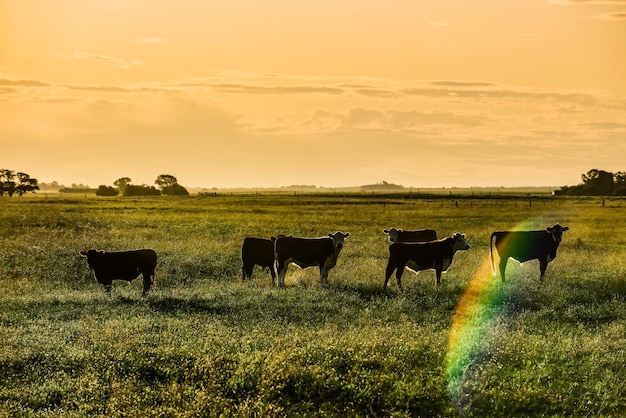 Vacas pastando ao pôr do sol Patagônia Argentina
