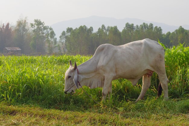 Vacas pastando en el borde del campo de maíz en una luz de la mañana