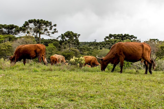 Vacas pastando en el campo en canions en Brasil