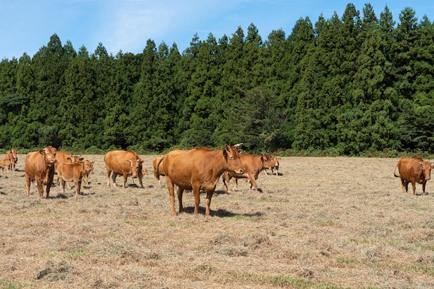 Vacas pastando en un campo bajo un cielo azul