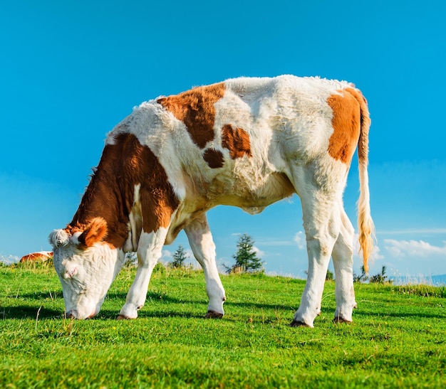 Vacas pastando en el campo contra un cielo azul claro