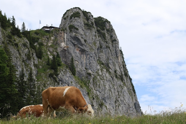 Foto vacas pastando en el campo contra el cielo