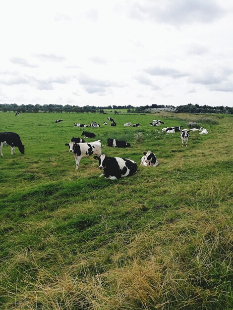 Foto vacas pastando en el campo contra el cielo