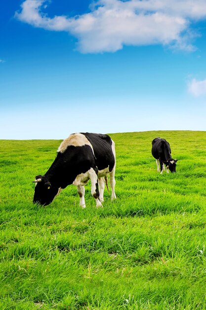 Foto vacas pastando en el campo contra el cielo