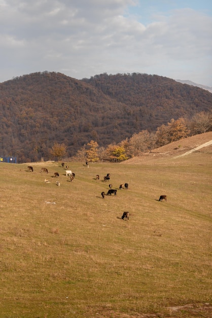 Foto vacas pastando en el campo contra el cielo