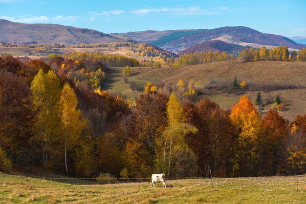 Foto vacas pastando en el campo contra el cielo