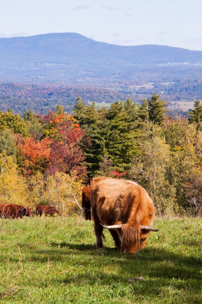 Vacas pastando en el campo contra la montaña