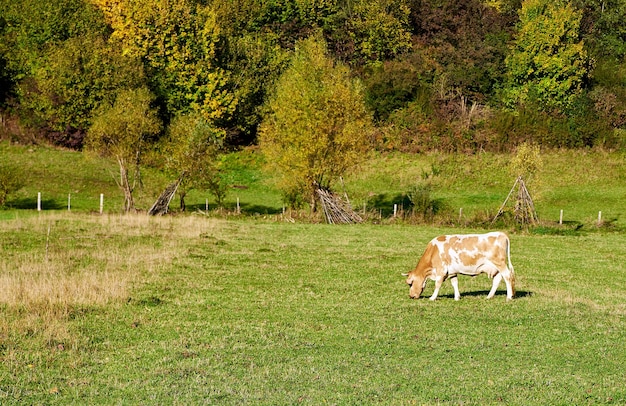Vacas pastando en el campo de hierba
