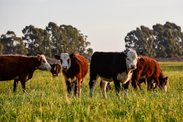 Foto vacas pastando en el campo de hierba