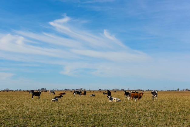 Vacas pastando en el campo en la llanura pampeana Argentina