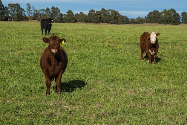 Vacas pastando en el campo en la llanura pampeana Argentina