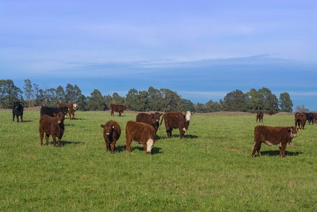 Vacas pastando en el campo en la llanura pampeana Argentina