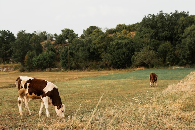 Vacas pastando en un campo verde en el campo