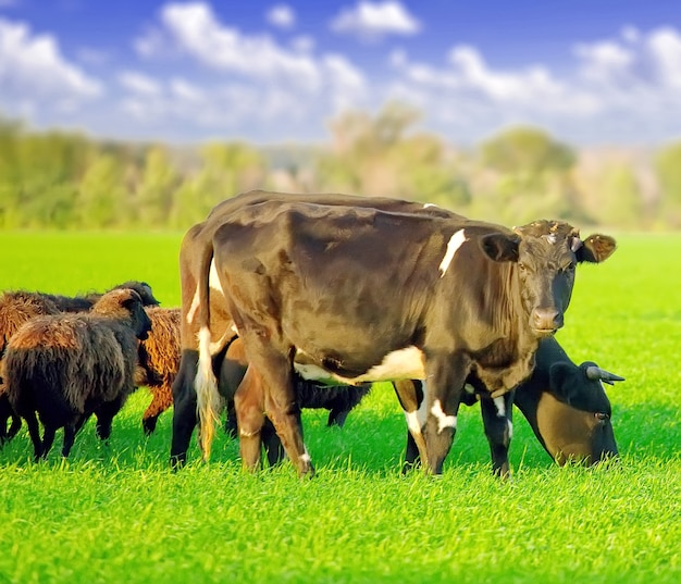 Vacas pastando en el campo verde