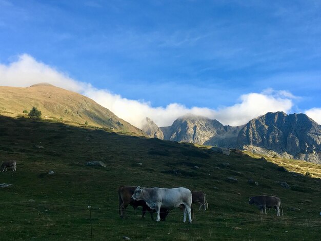 Foto vacas pastando en el campo