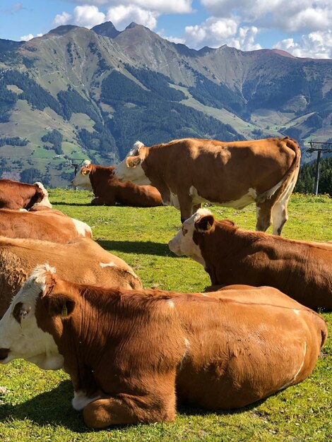 Vacas pastando en el campo