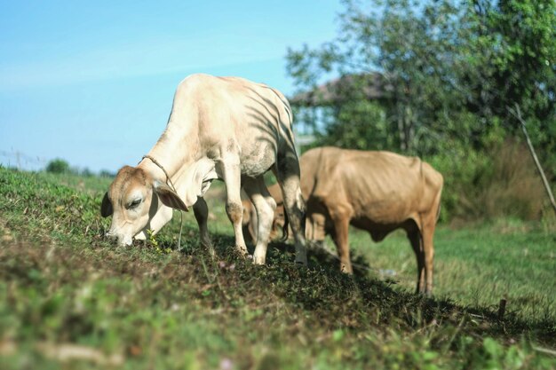 Foto vacas pastando en el campo