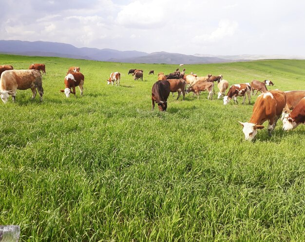 Foto vacas pastando en el campo