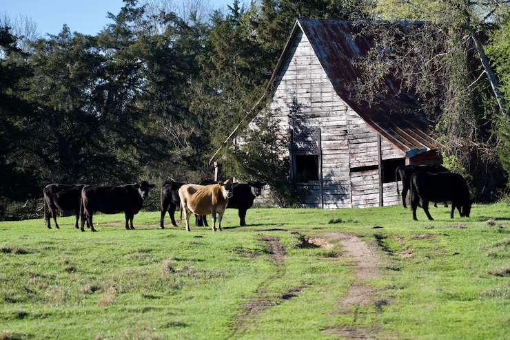 Foto vacas pastando en un campo