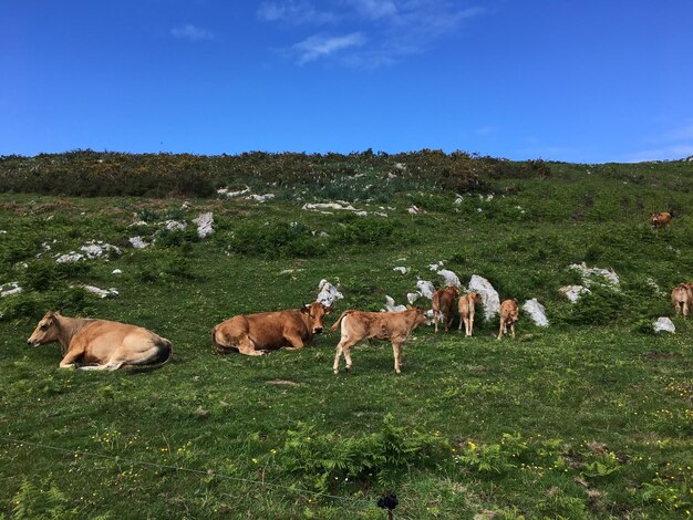 Foto vacas pastando en un campo