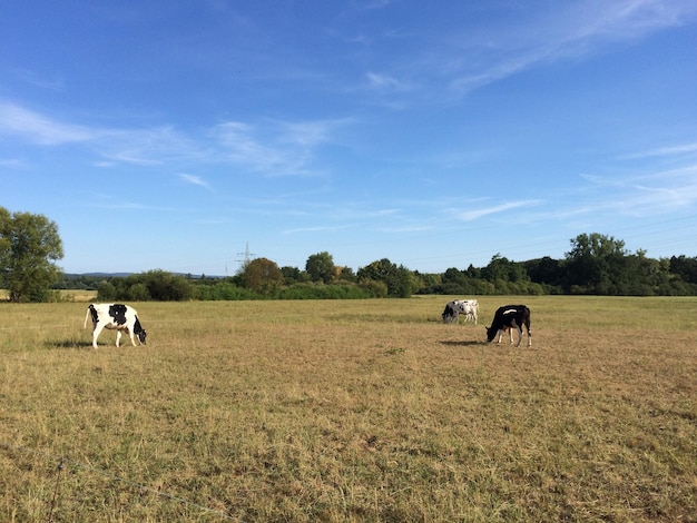 Vacas pastando en el campo