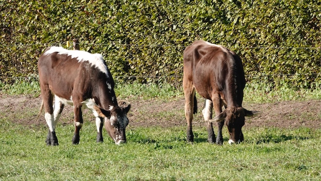 Foto vacas pastando en un campo