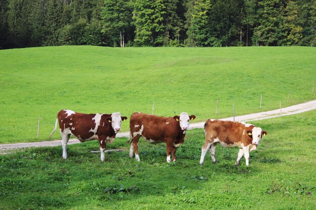 Vacas pastando en el campo