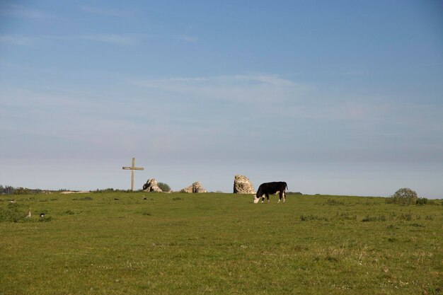 Foto vacas pastando en un campo