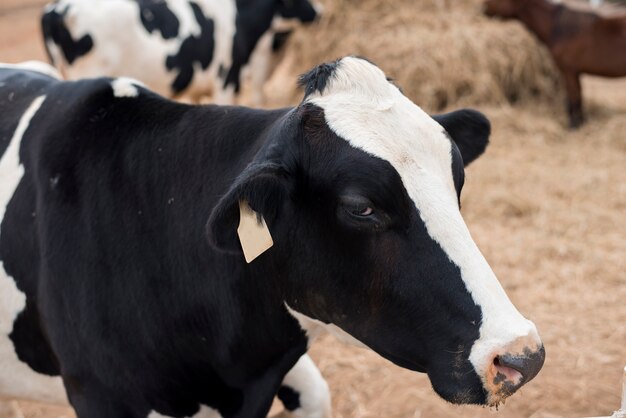 Vacas pastando en el campo