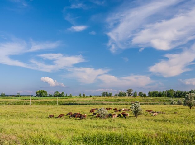 Vacas pastando en campo