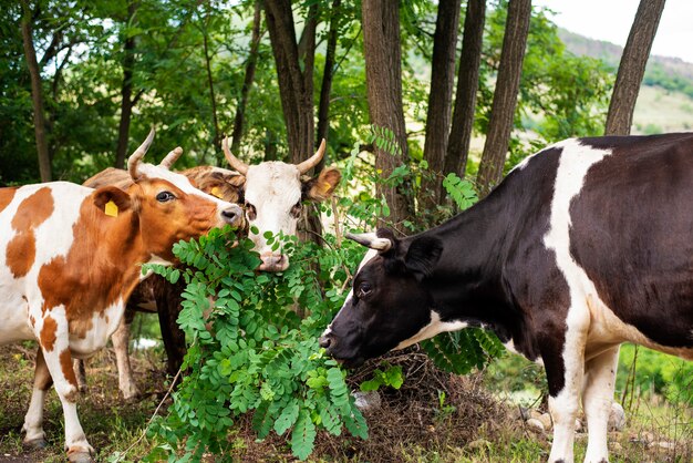 Vacas pastando en la colina en el campo, cerca del bosque