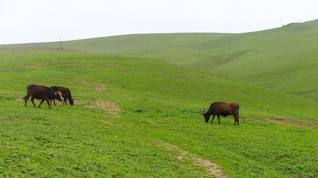 Vacas pastando en una colina verde