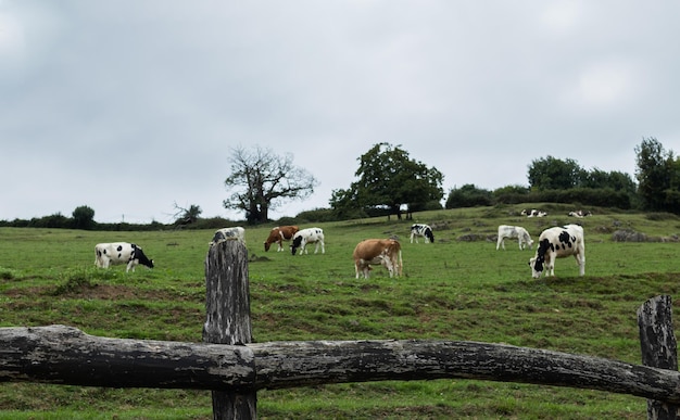 Vacas pastando en la dehesa asturiana