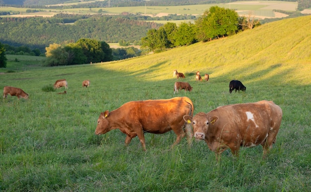 Vacas pastando em pastagens na Alemanha, espécies apropriadas para criação de animais, prado de terras agrícolas