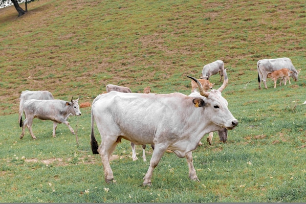 Vacas pastando em pastagens verdes