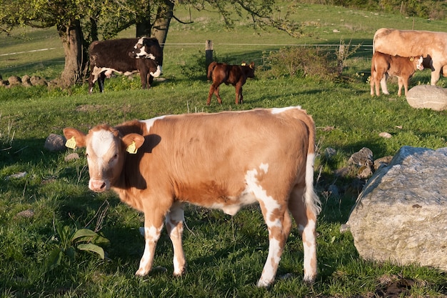 Vacas pastando em um lindo pasto verde na Suécia.