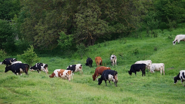 Vacas pastando em um pasto. Pastagem europeia com gado de fazenda comendo grama.