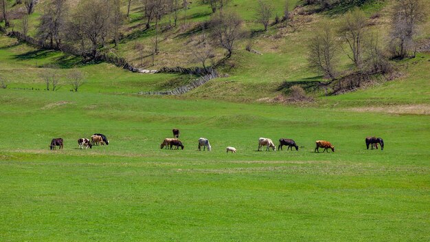 Vacas pastando em um pasto verde na montanha, animais