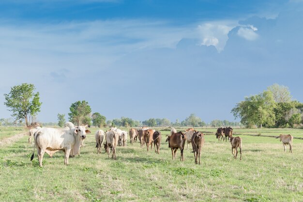 Vacas pastando em um prado de verão verde no dia ensolarado