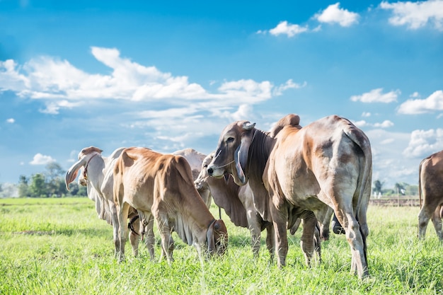 Vacas pastando em um prado de verão verde no dia ensolarado