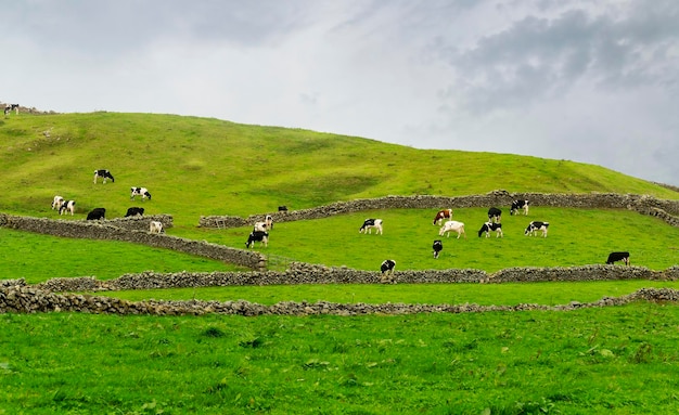 Vacas pastando em um prado nos Açores