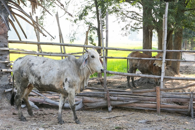 Vacas pastando em um prado verde na Tailândia