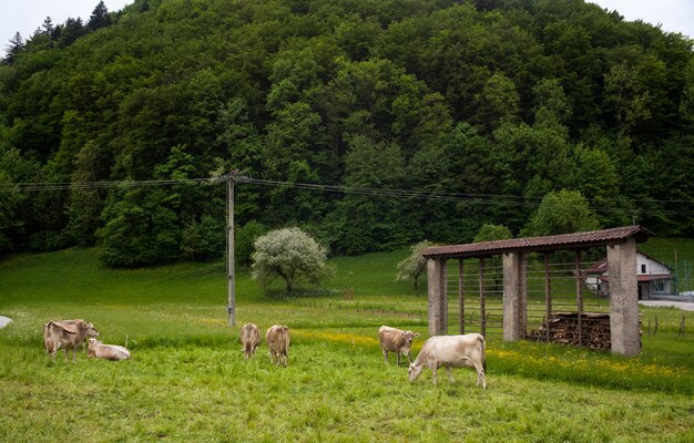 Foto vacas pastando, eslovénia