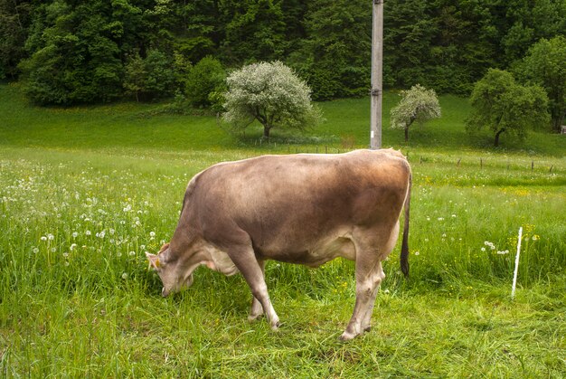 Vacas pastando, Eslovenia