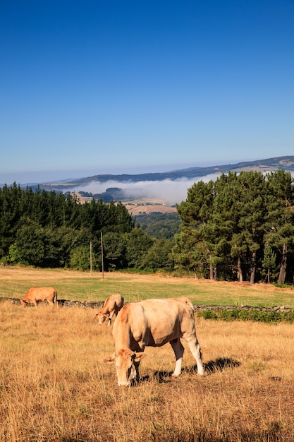 Vacas pastando, espanha