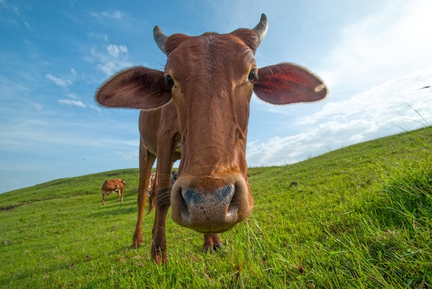 Foto vacas pastando en un exuberante campo de hierba