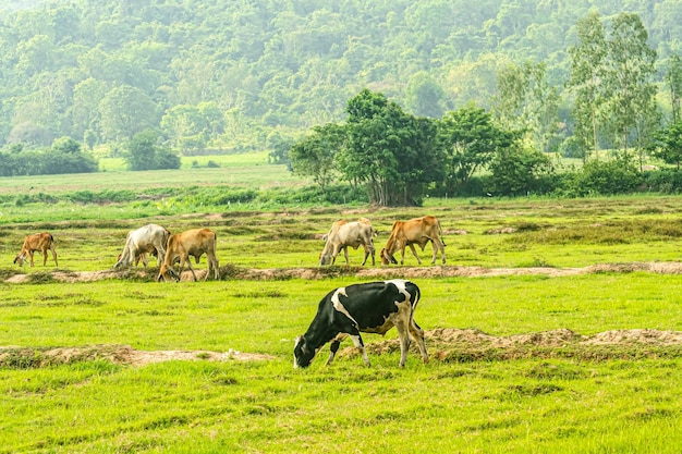 Vacas pastando en un fondo de concepto de tierras de cultivo de pradera