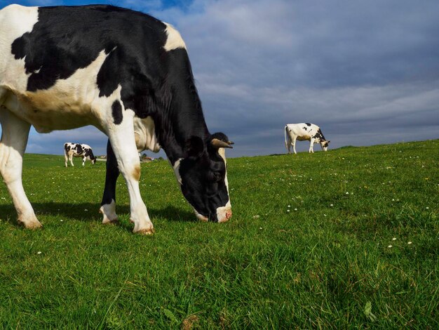 Foto vacas pastando ganado lechero negro y blanco ganado holstein en el prado uno de españa