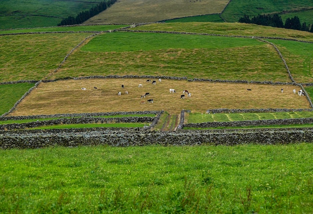 Vacas pastando en una granja de producción de carne