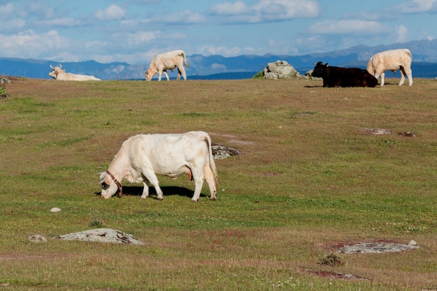 Vacas pastando bajo un hermoso cielo